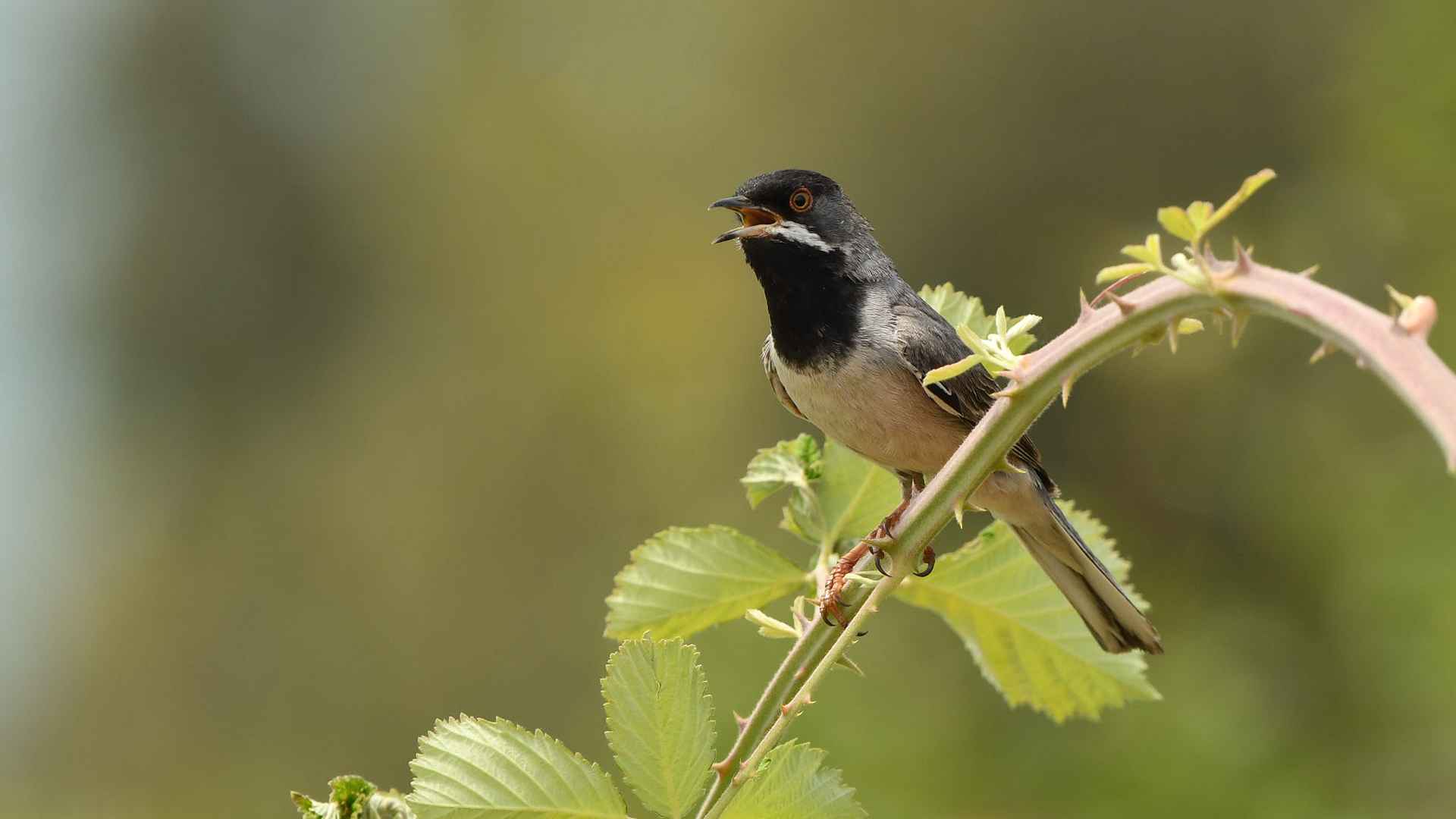 Rüppell's Warbler